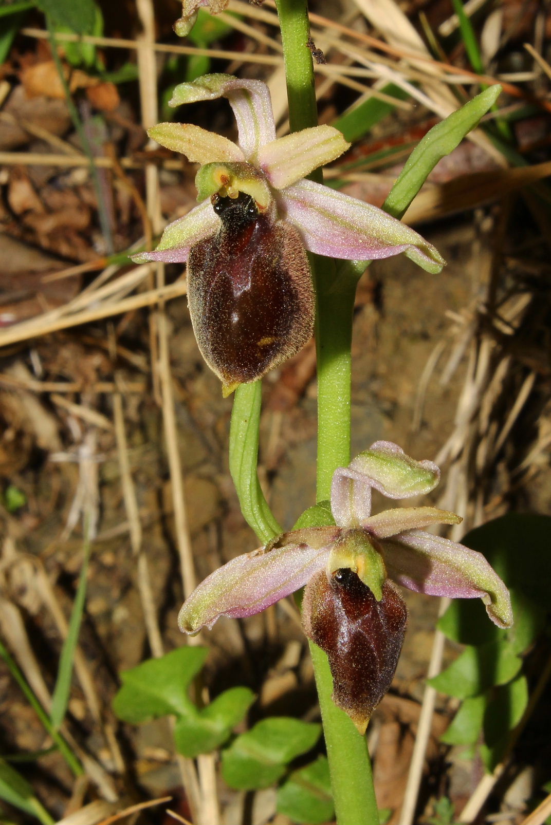 Ophrys exaltata subsp. montis-leonis - variabilit